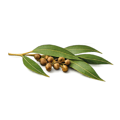 Eucalyptus Oil